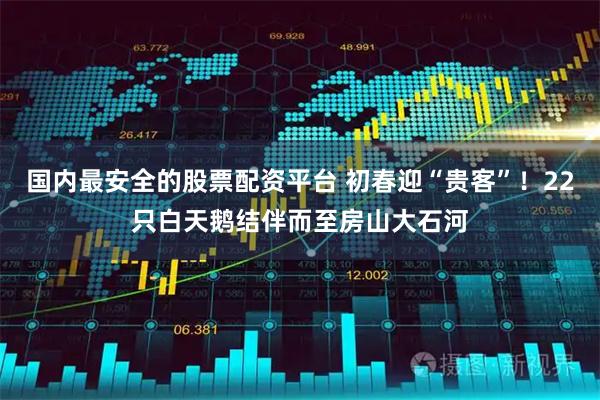 国内最安全的股票配资平台 初春迎“贵客”！22只白天鹅结伴而至房山大石河